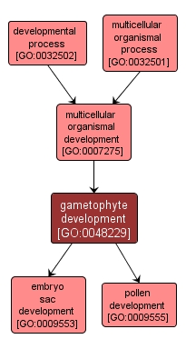 GO:0048229 - gametophyte development (interactive image map)