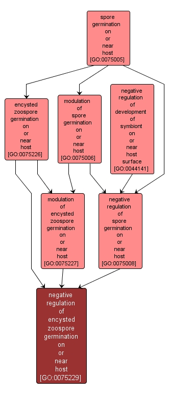 GO:0075229 - negative regulation of encysted zoospore germination on or near host (interactive image map)