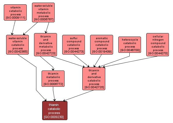 GO:0009230 - thiamin catabolic process (interactive image map)