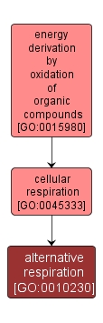 GO:0010230 - alternative respiration (interactive image map)