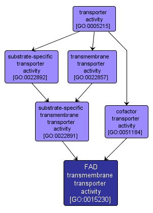 GO:0015230 - FAD transmembrane transporter activity (interactive image map)