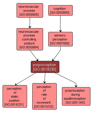 GO:0019230 - proprioception (interactive image map)