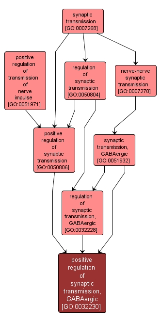 GO:0032230 - positive regulation of synaptic transmission, GABAergic (interactive image map)