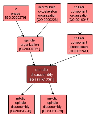 GO:0051230 - spindle disassembly (interactive image map)