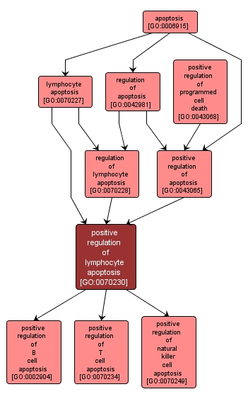 GO:0070230 - positive regulation of lymphocyte apoptosis (interactive image map)