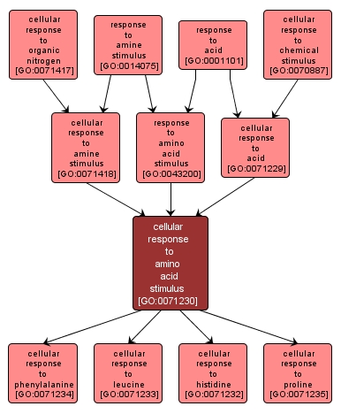 GO:0071230 - cellular response to amino acid stimulus (interactive image map)