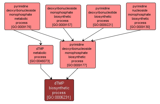 GO:0006231 - dTMP biosynthetic process (interactive image map)