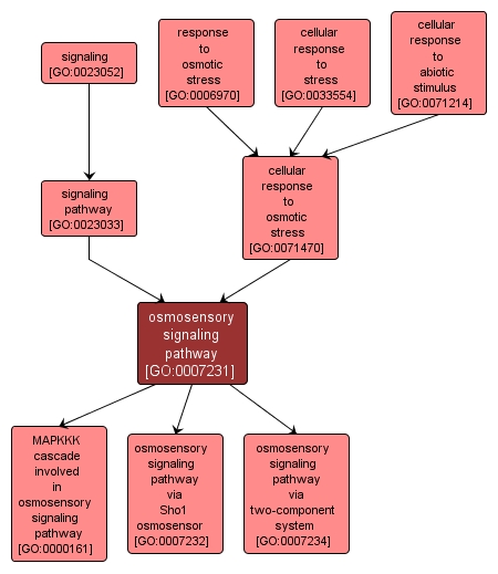 GO:0007231 - osmosensory signaling pathway (interactive image map)