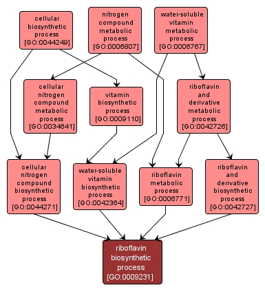 GO:0009231 - riboflavin biosynthetic process (interactive image map)