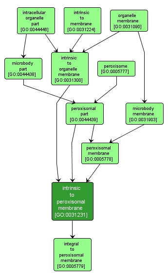 GO:0031231 - intrinsic to peroxisomal membrane (interactive image map)