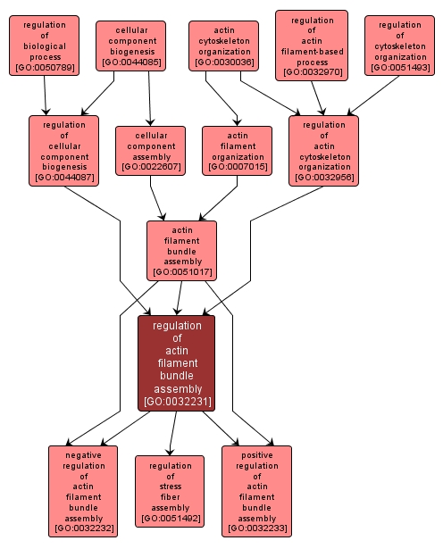 GO:0032231 - regulation of actin filament bundle assembly (interactive image map)