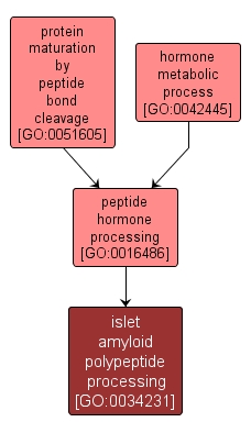 GO:0034231 - islet amyloid polypeptide processing (interactive image map)