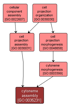 GO:0035231 - cytoneme assembly (interactive image map)