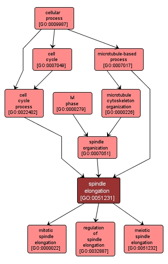 GO:0051231 - spindle elongation (interactive image map)