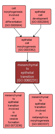 GO:0060231 - mesenchymal to epithelial transition (interactive image map)