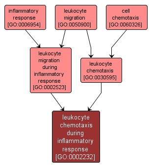 GO:0002232 - leukocyte chemotaxis during inflammatory response (interactive image map)