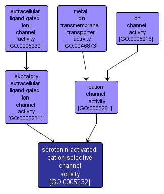 GO:0005232 - serotonin-activated cation-selective channel activity (interactive image map)