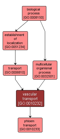 GO:0010232 - vascular transport (interactive image map)