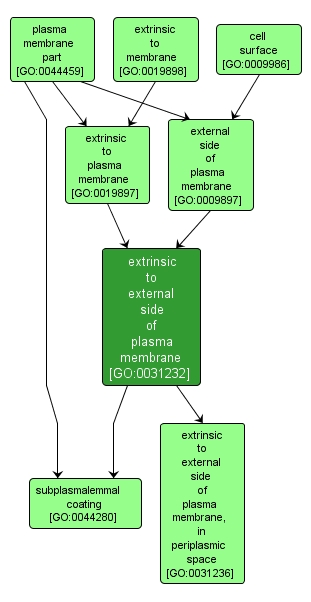 GO:0031232 - extrinsic to external side of plasma membrane (interactive image map)