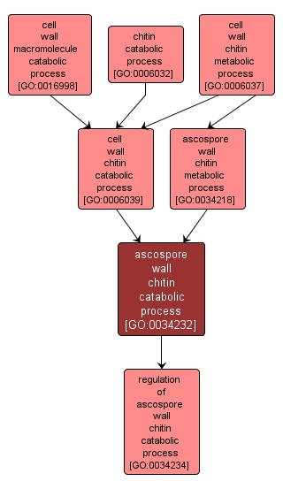 GO:0034232 - ascospore wall chitin catabolic process (interactive image map)