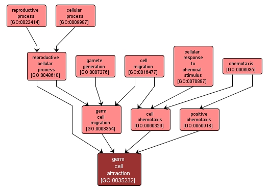 GO:0035232 - germ cell attraction (interactive image map)
