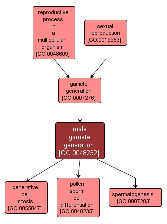 GO:0048232 - male gamete generation (interactive image map)