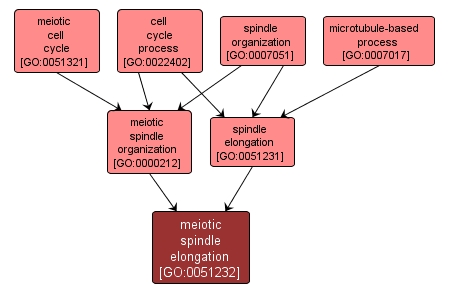 GO:0051232 - meiotic spindle elongation (interactive image map)