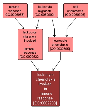 GO:0002233 - leukocyte chemotaxis involved in immune response (interactive image map)