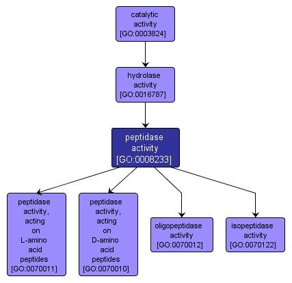 GO:0008233 - peptidase activity (interactive image map)