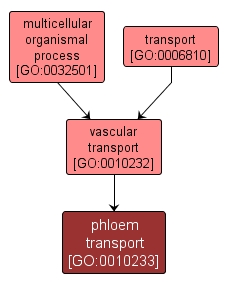 GO:0010233 - phloem transport (interactive image map)