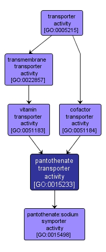 GO:0015233 - pantothenate transporter activity (interactive image map)