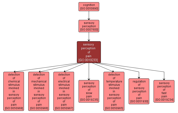 GO:0019233 - sensory perception of pain (interactive image map)