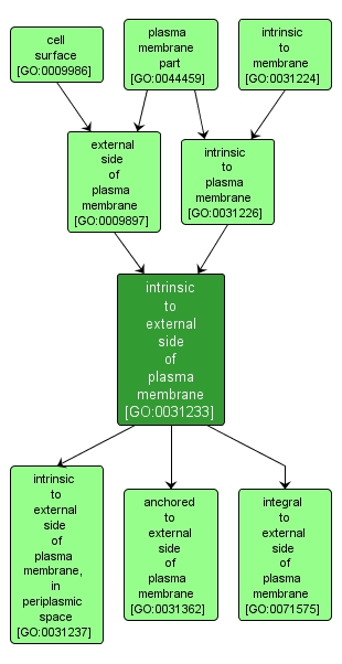 GO:0031233 - intrinsic to external side of plasma membrane (interactive image map)