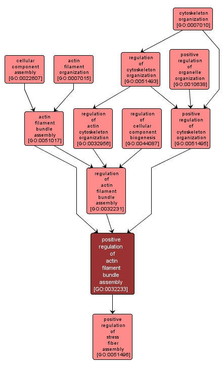 GO:0032233 - positive regulation of actin filament bundle assembly (interactive image map)