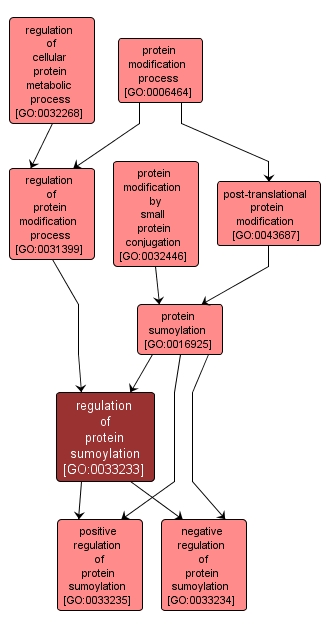 GO:0033233 - regulation of protein sumoylation (interactive image map)