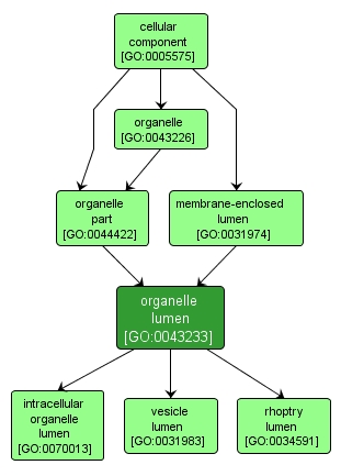 GO:0043233 - organelle lumen (interactive image map)