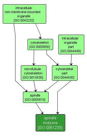 GO:0051233 - spindle midzone (interactive image map)