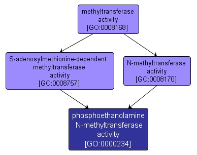GO:0000234 - phosphoethanolamine N-methyltransferase activity (interactive image map)