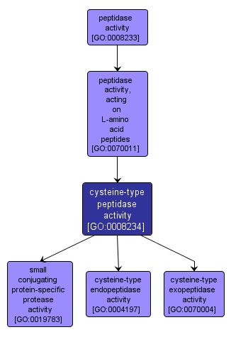 GO:0008234 - cysteine-type peptidase activity (interactive image map)