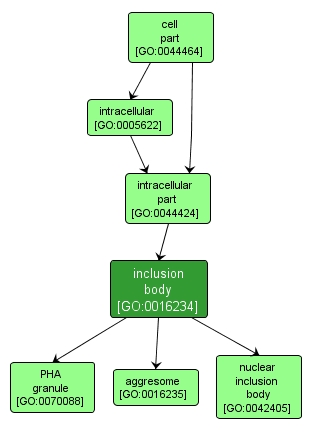 GO:0016234 - inclusion body (interactive image map)