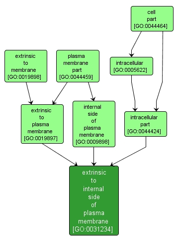 GO:0031234 - extrinsic to internal side of plasma membrane (interactive image map)