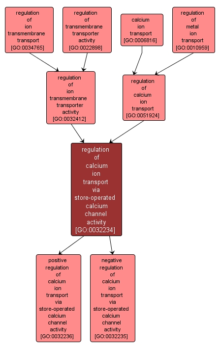 GO:0032234 - regulation of calcium ion transport via store-operated calcium channel activity (interactive image map)