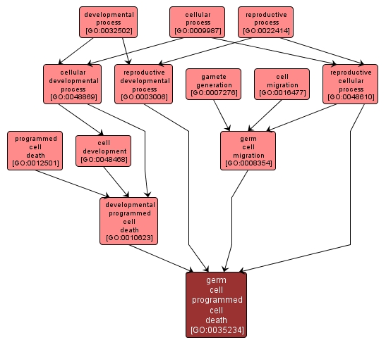 GO:0035234 - germ cell programmed cell death (interactive image map)