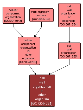 GO:0044234 - cell wall organization in other organism (interactive image map)
