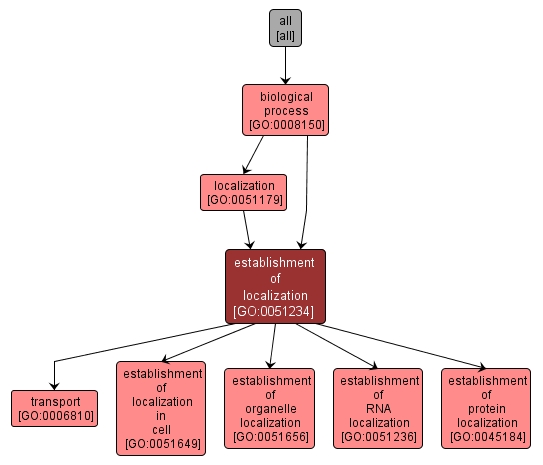 GO:0051234 - establishment of localization (interactive image map)