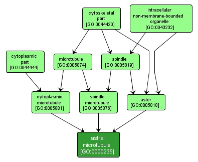 GO:0000235 - astral microtubule (interactive image map)