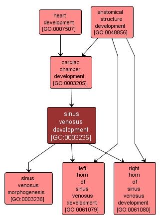 GO:0003235 - sinus venosus development (interactive image map)