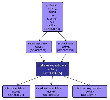 GO:0008235 - metalloexopeptidase activity (interactive image map)