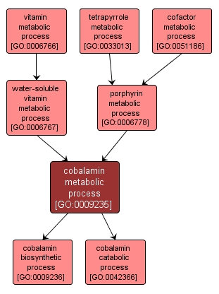 GO:0009235 - cobalamin metabolic process (interactive image map)