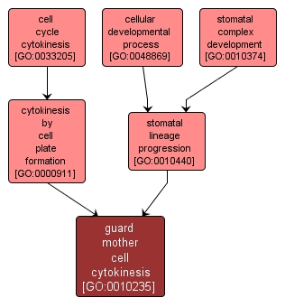 GO:0010235 - guard mother cell cytokinesis (interactive image map)